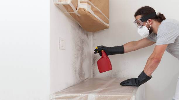 Professional Basement Mold Remediation technician working in Newport, NC