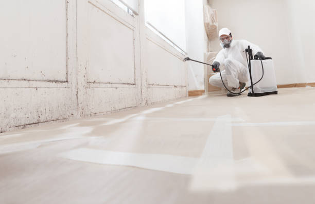 24/7 Emergency Basement Mold Remediation experts in Newport, NC