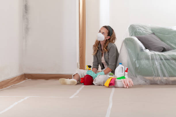 Reliable Basement Mold Remediation contractor in Newport, NC by Mold Remediation HQ