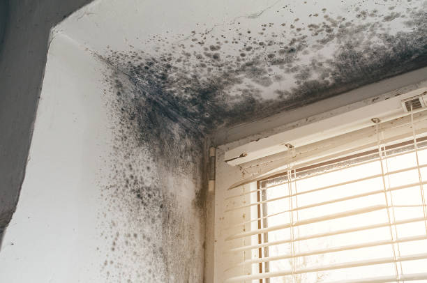 Affordable Basement Mold Remediation solutions in Newport, NC